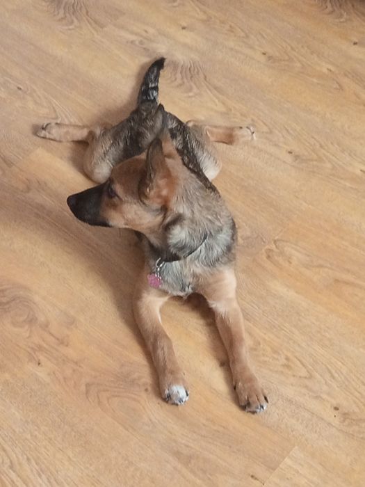 Odam szczeniak w dobre ręce suczkę