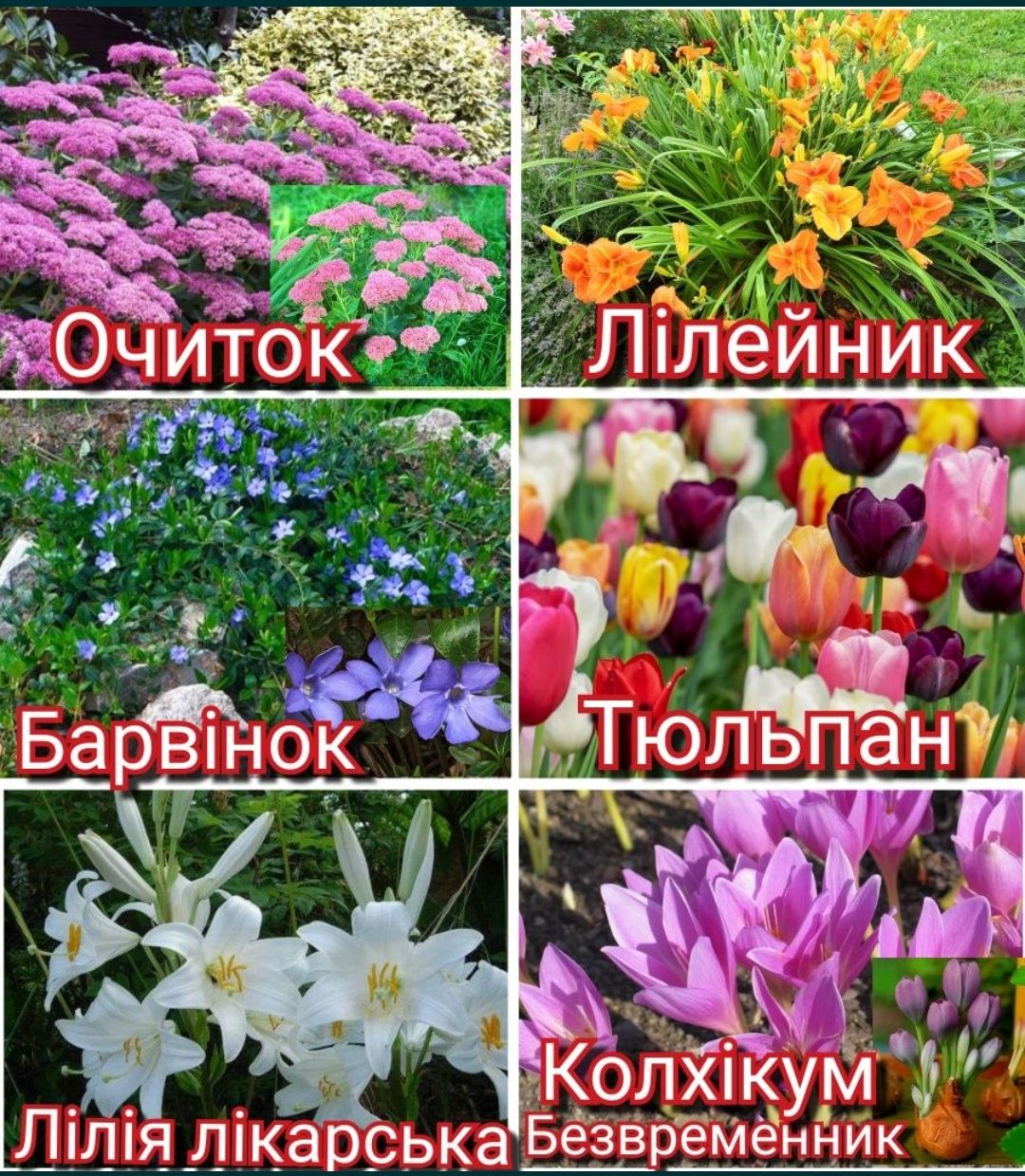 Живці саджанці туї квіти