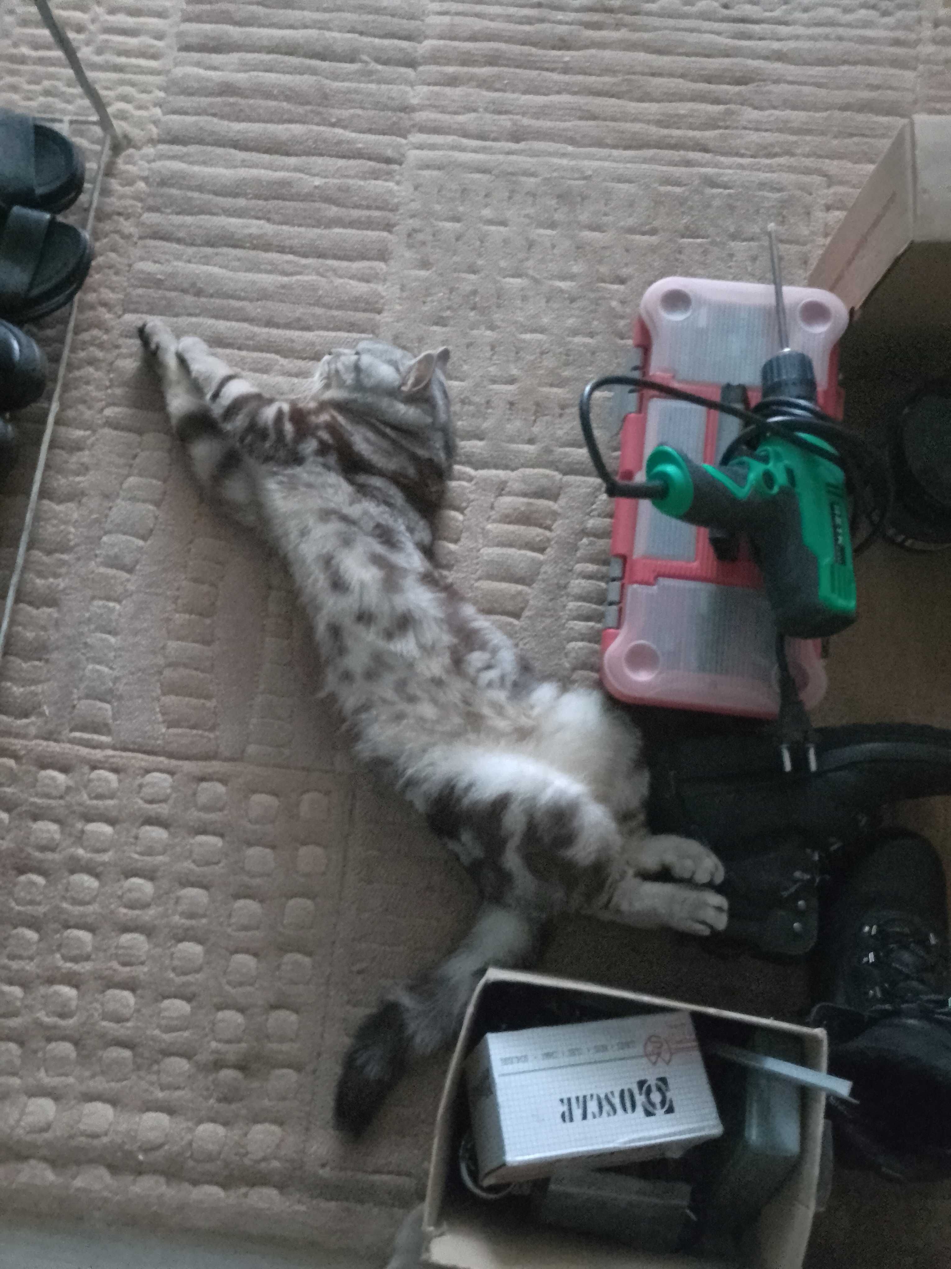 В'язка. Шотландський прямовухий кіт. Кот прямоухий шотландский. Вязка.