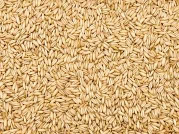 OWIES BEZŁUSKOWY najzdrowsza karma dla drobiu gołębi ptaków 5kg swieży