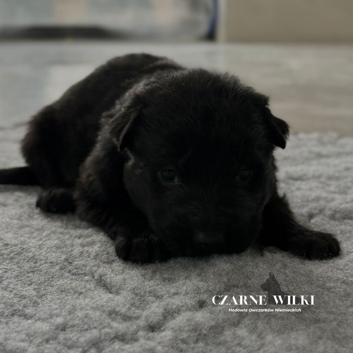 Owczarek Niemiecki Długowłosy - Suczka czarna - Hodowla Czarne Wilki