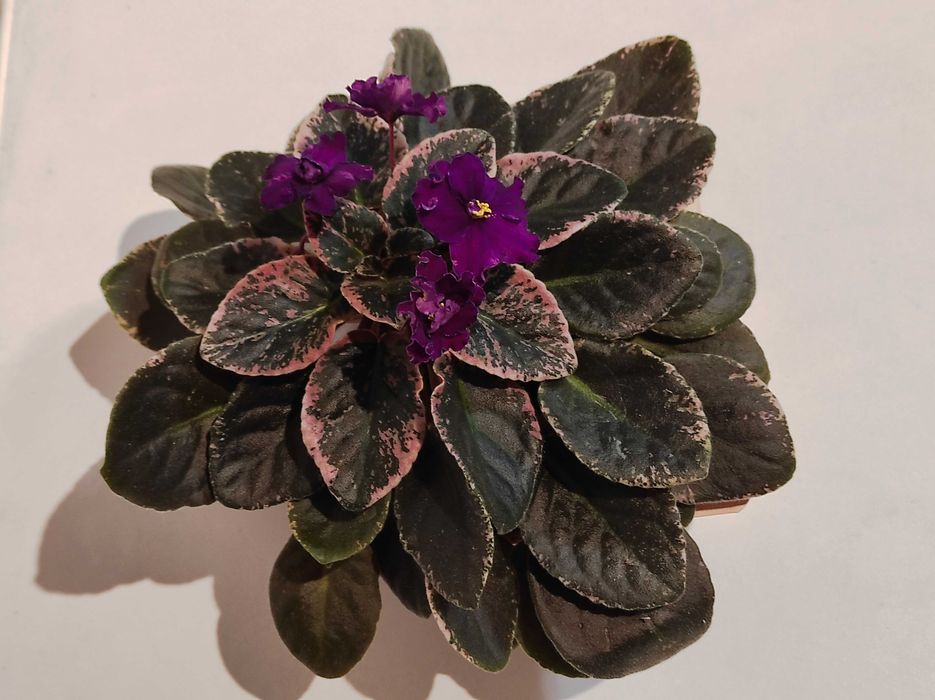 Сенполія(узамбарська фіалка),фіолетова, великий квітучий вазон