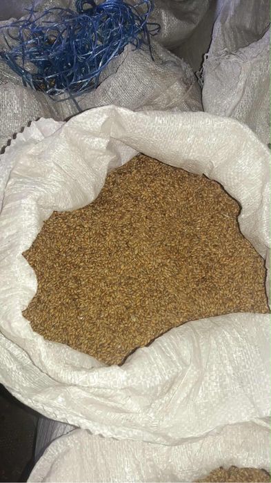 Ячмінь та пшениця