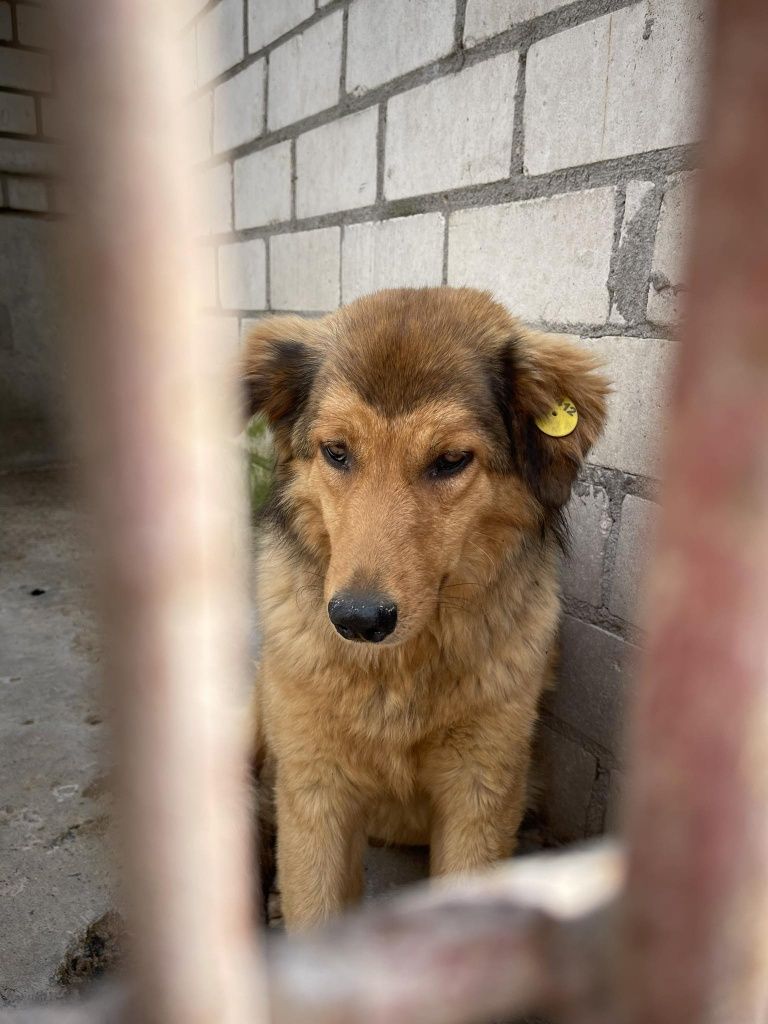 Собачка з приюту шукає родину