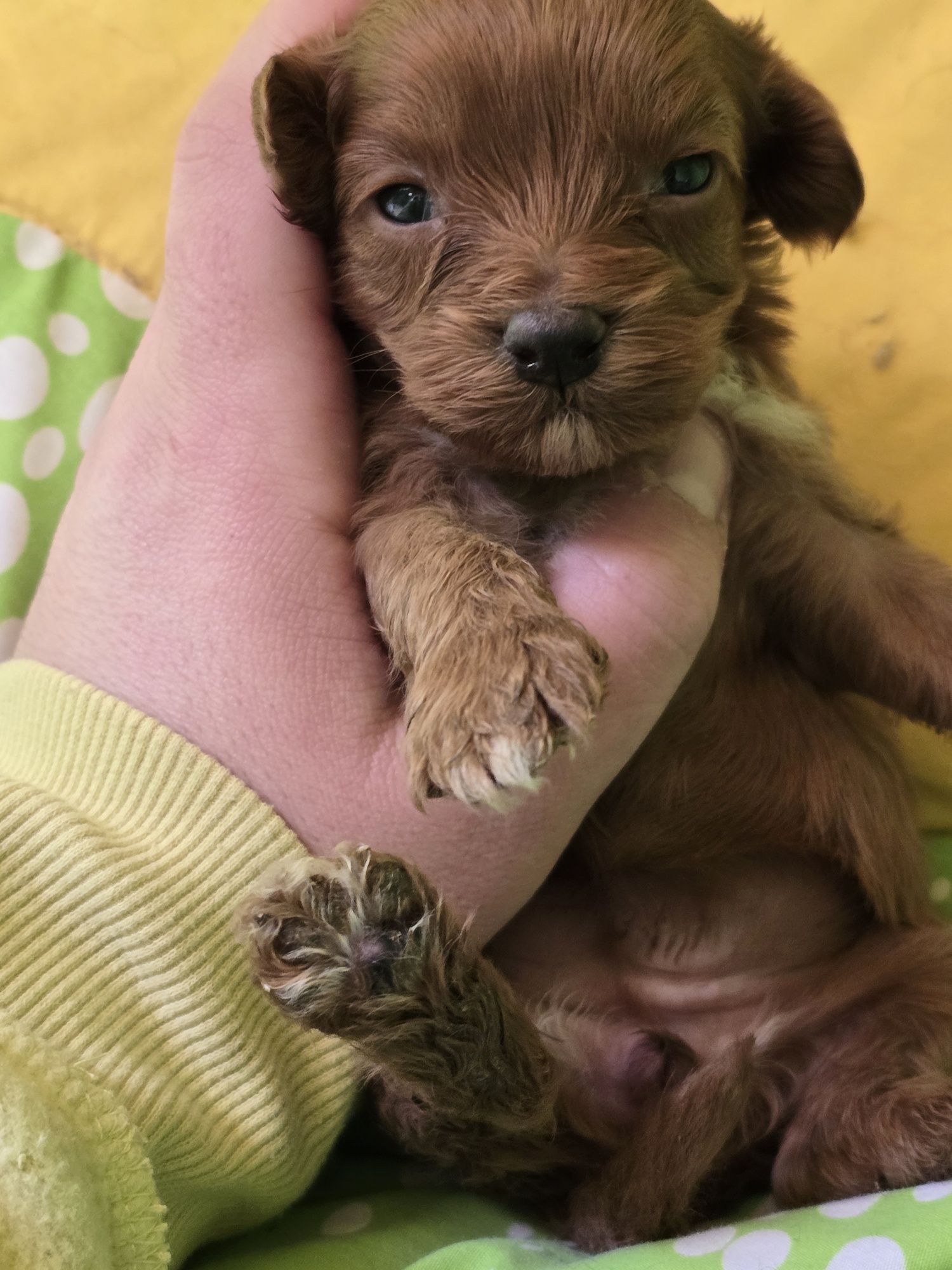 Piesek cavapoo cavadoodle toy