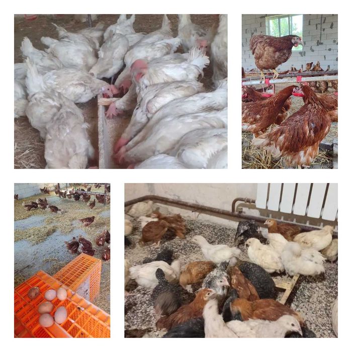 Продам кури несушки! Доставка безкоштовна. Пирятин!