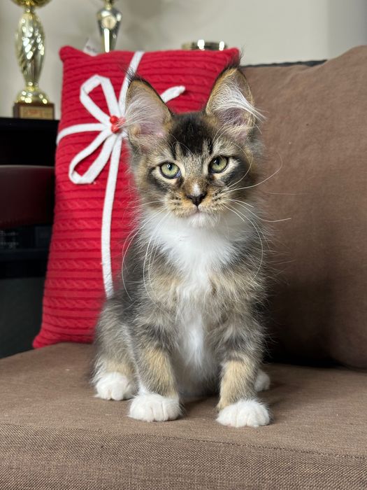 Ares-Kocurek Maine Coon