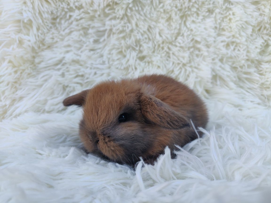 Piękne króliczki Mini Lop. ( Króliczek karzełek, miniaturka )