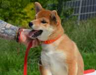 Uroczy samczyk Shiba Inu, metryka ZKwP,FCI