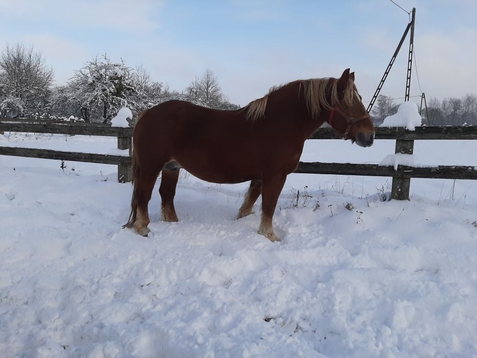 Dwie klacze zimnokrwiste. Księga główna.