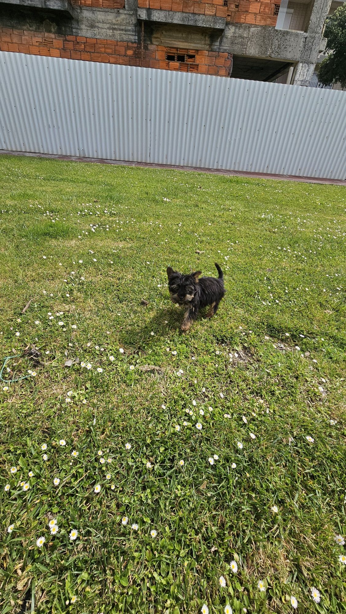 Yorkshire terrier Macho