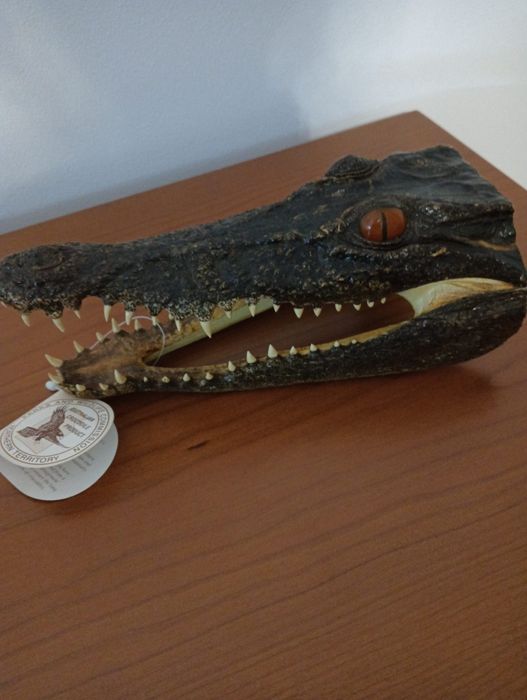 Decoração de cabeça de crocodilo para colecionar ou usar como peça dec