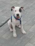 Dog argentyński  suczka