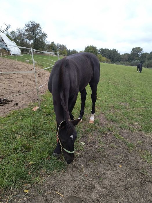 Sprzedam źrebaka klacz