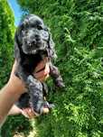 Piękny  Cocer Spaniel z rodowodem