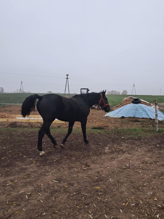 Sprzedam klacz ……