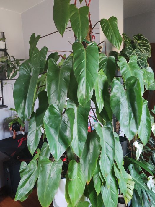 Philodendron Painted Lady