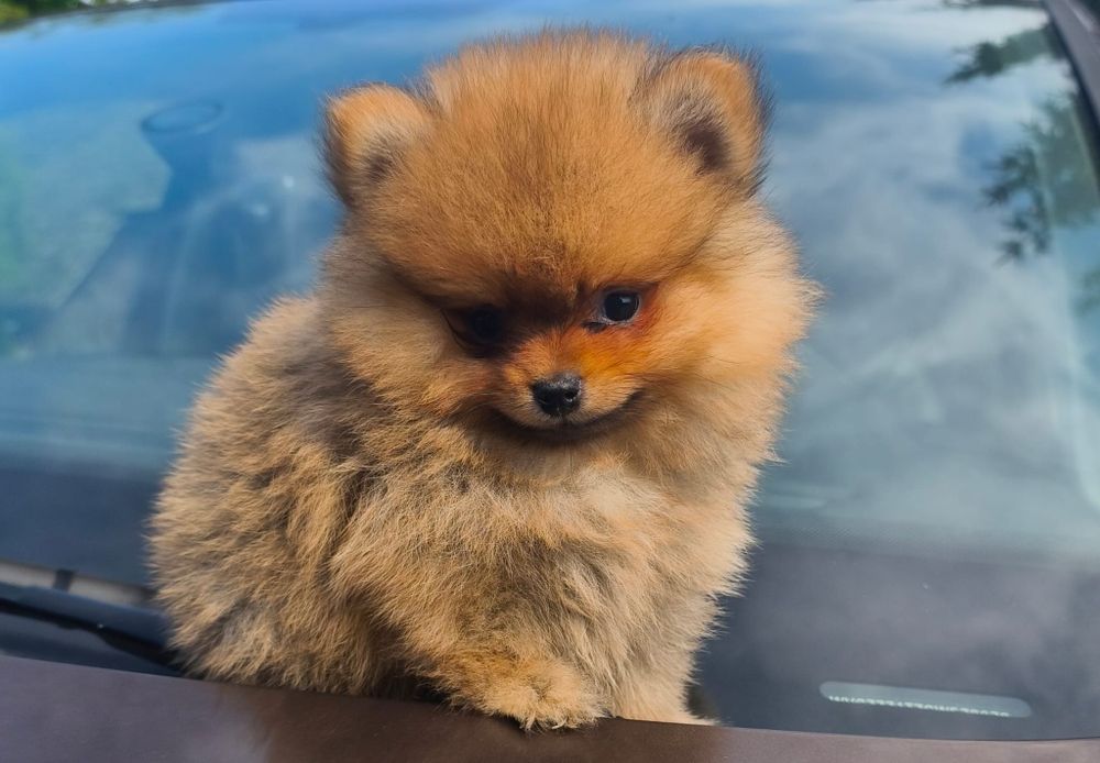 Szpic miniaturowy pomeranian
