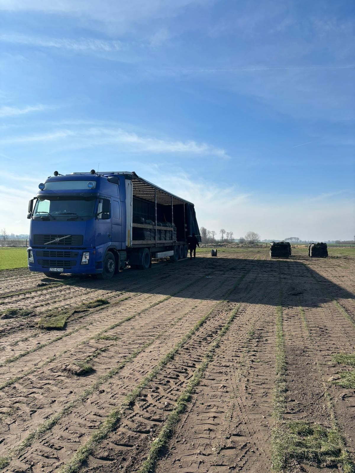 Trawa z rolki trawnik w rolce 40m2 z dostawa pod dom