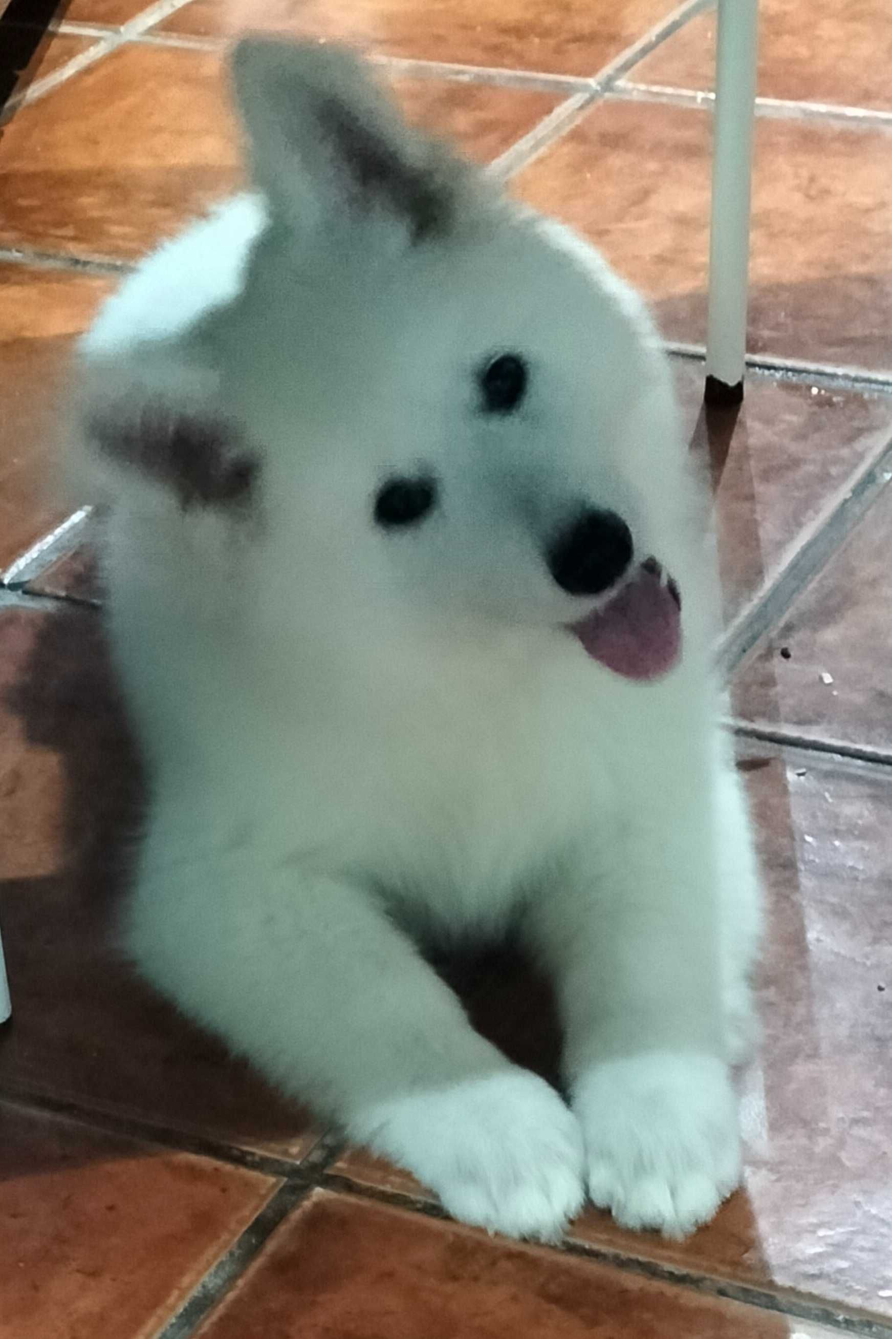 Pastor branco suíço Berger Blanc Suisse