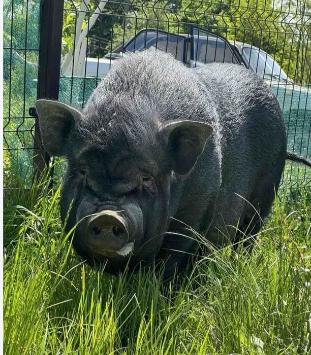 Свиня чорна Стасік