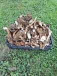 Chrzan do ogórków 5 kg wysyłka