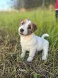 Jack Russell Terrier ZKwP