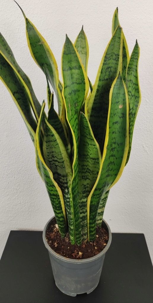 Sansewieria Sansevieria Laurentii 55 cm