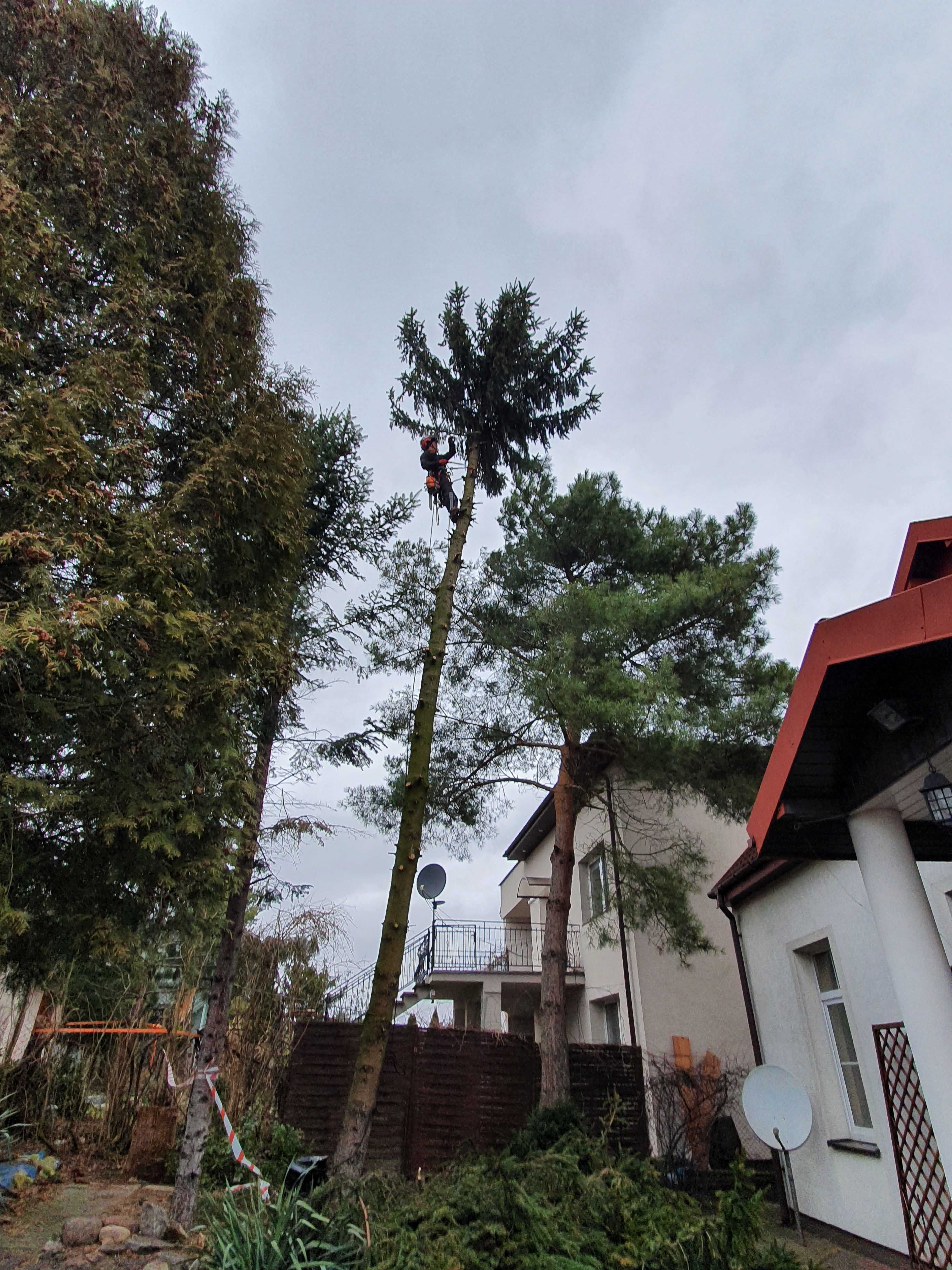 Wycinka drzew, przycinkai. Arborysta, usługi rębakiem. Rębak