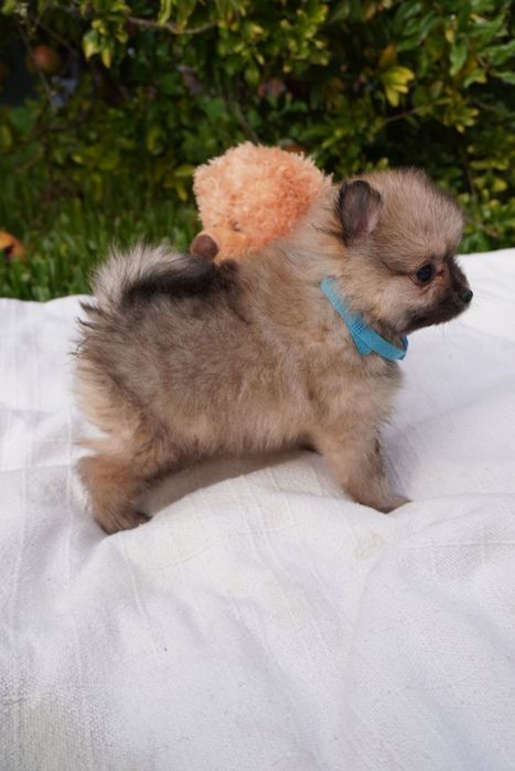 Spitz alemão ursinho