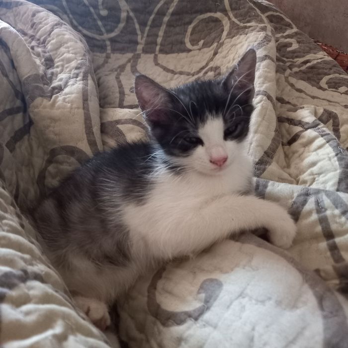 Котик, 2.5 мес., бело-серый.