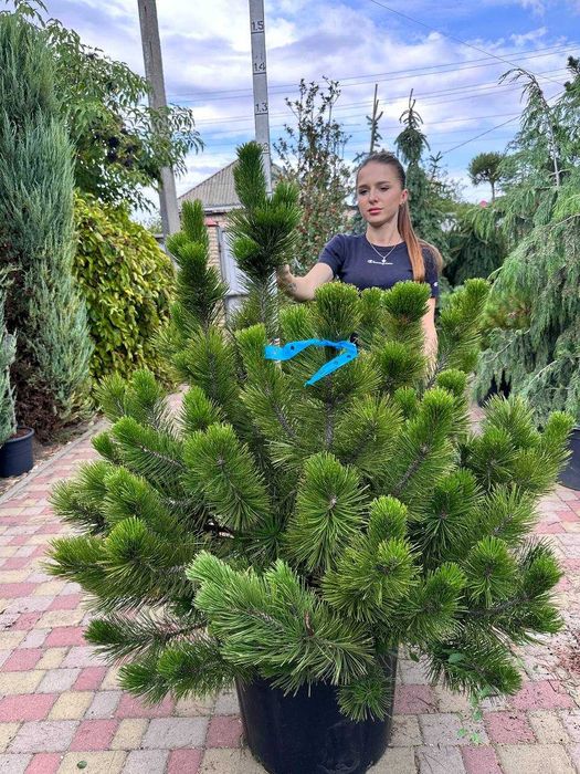 Сосна Гельдріха с65