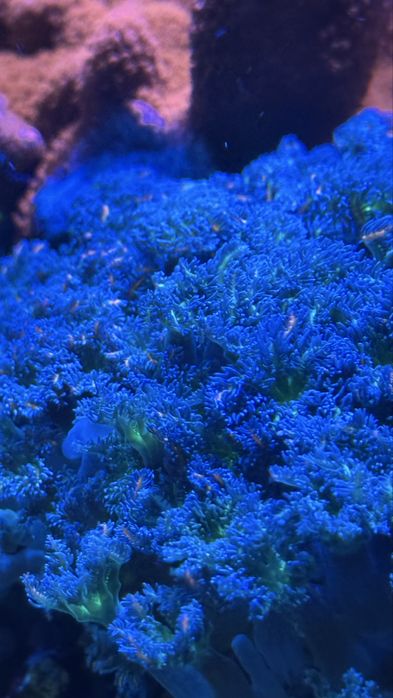 Clavularia papaya tricolor DUŻE SZCZEPKI