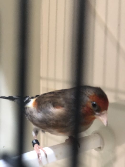 Hibrido de Carduelis Carduelis x Serinus Canaria