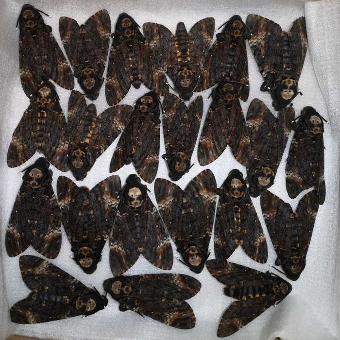 Бражник мертва голова (Acherontia atropos)