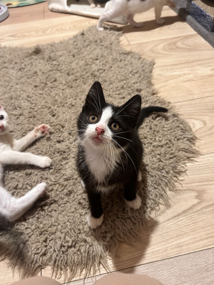 Kocie piękności do adopcji