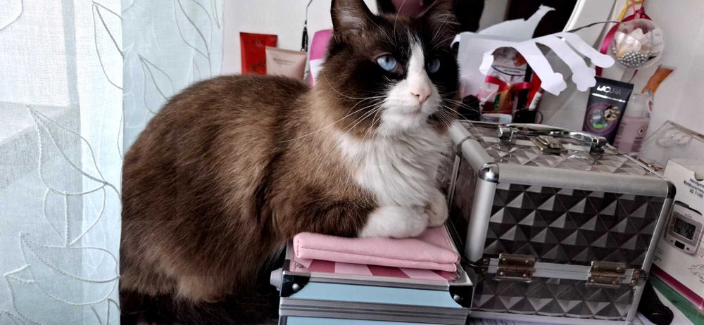 Gato para adoção