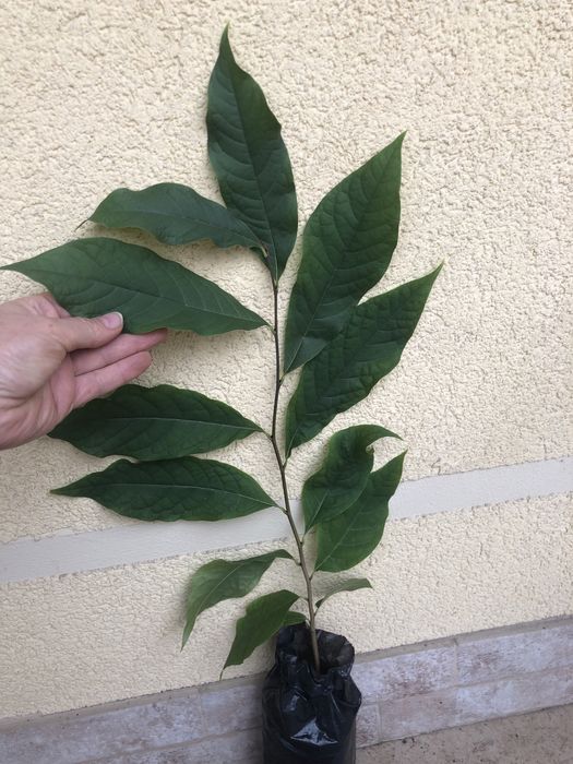 Азиміна - саджанці закрита коренева /чудові сорти Тейлор, Світ Верджин