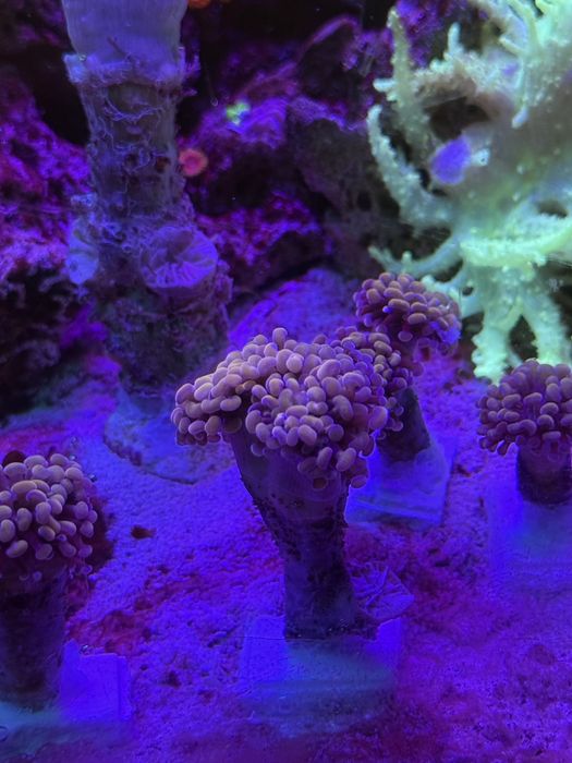 Euphyllia parancora pink koralowiec