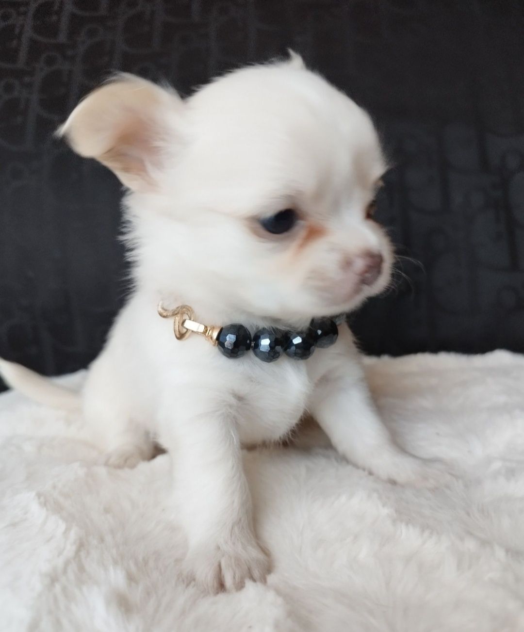 Chihuahua suczka