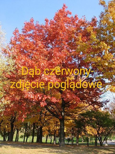 Iglicznia/glediczja  sadzonka jednoroczna  dwuletnia