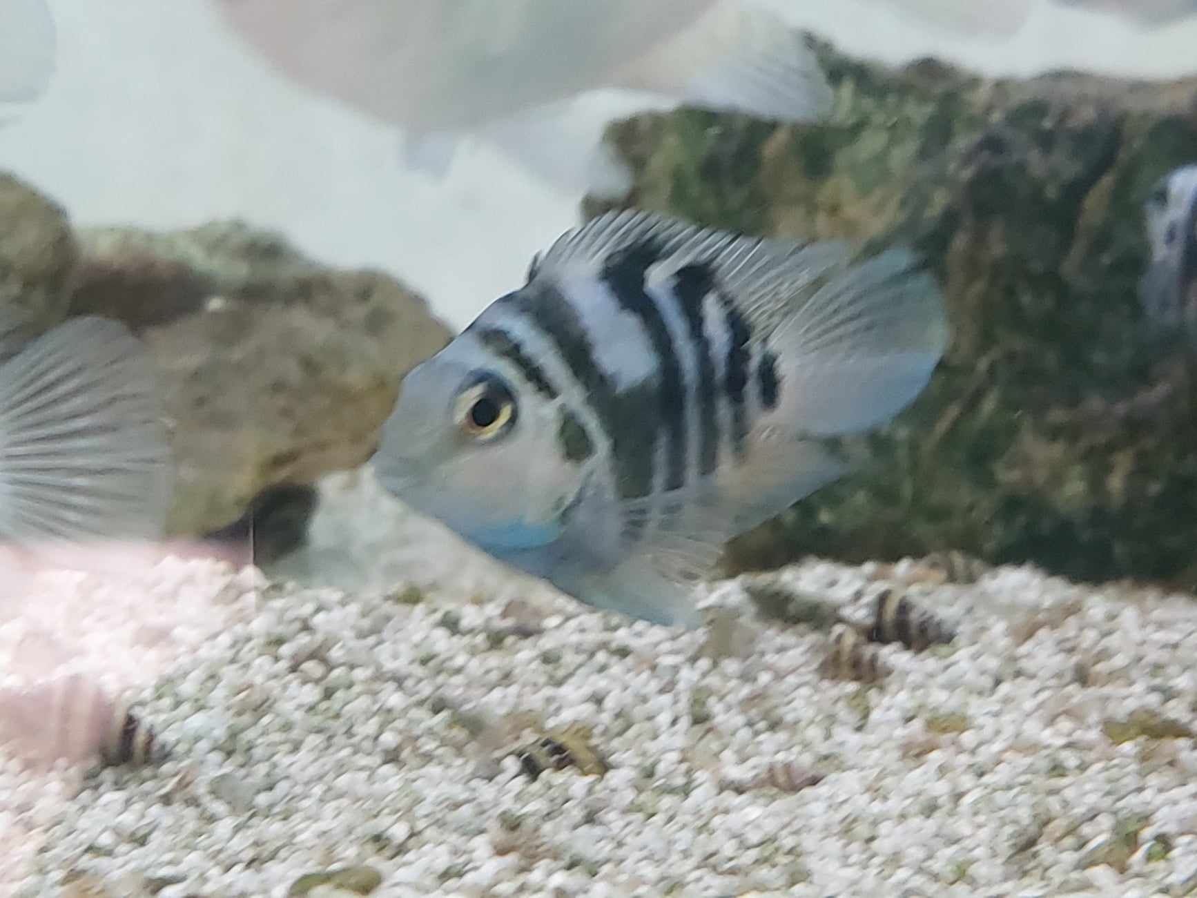 Papagaio anão (Parrot fish)