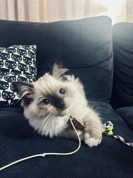 Kocięta kotka kocur Ragdoll FPL / FIFe