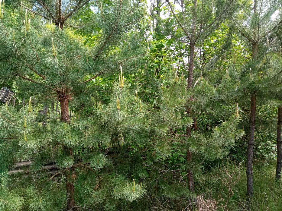 Продам дачний будинок в СТ Лісовий