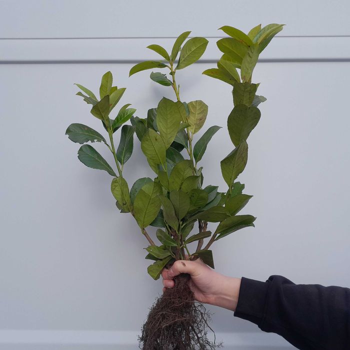 Prunus! Laurowiśnia wschodnia! Novita, Rotundifolia! Sadzimy! 150cm!