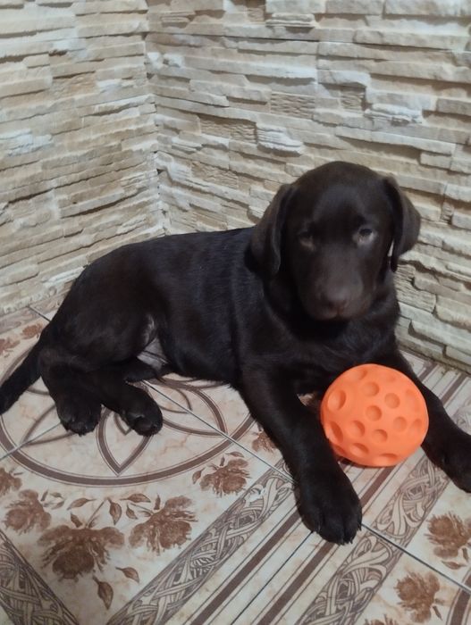 Лабрадори з документами розплідника є доставка до Німеччини