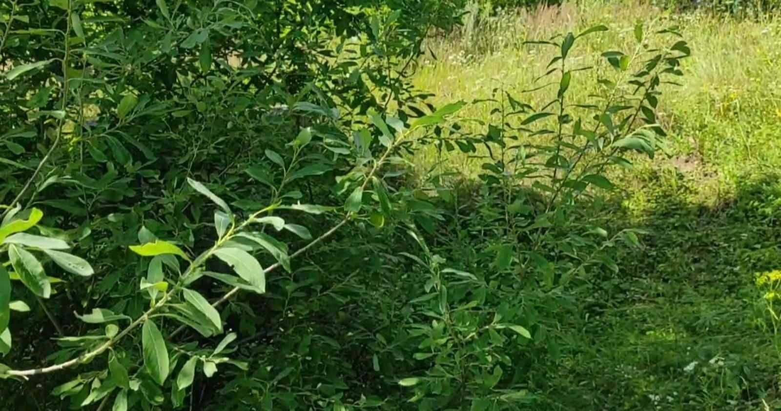 Продаж земельної ділянки Лісовогринівецька сільська рада, 10 соток