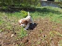 Cavalier king charles spaniel suczka