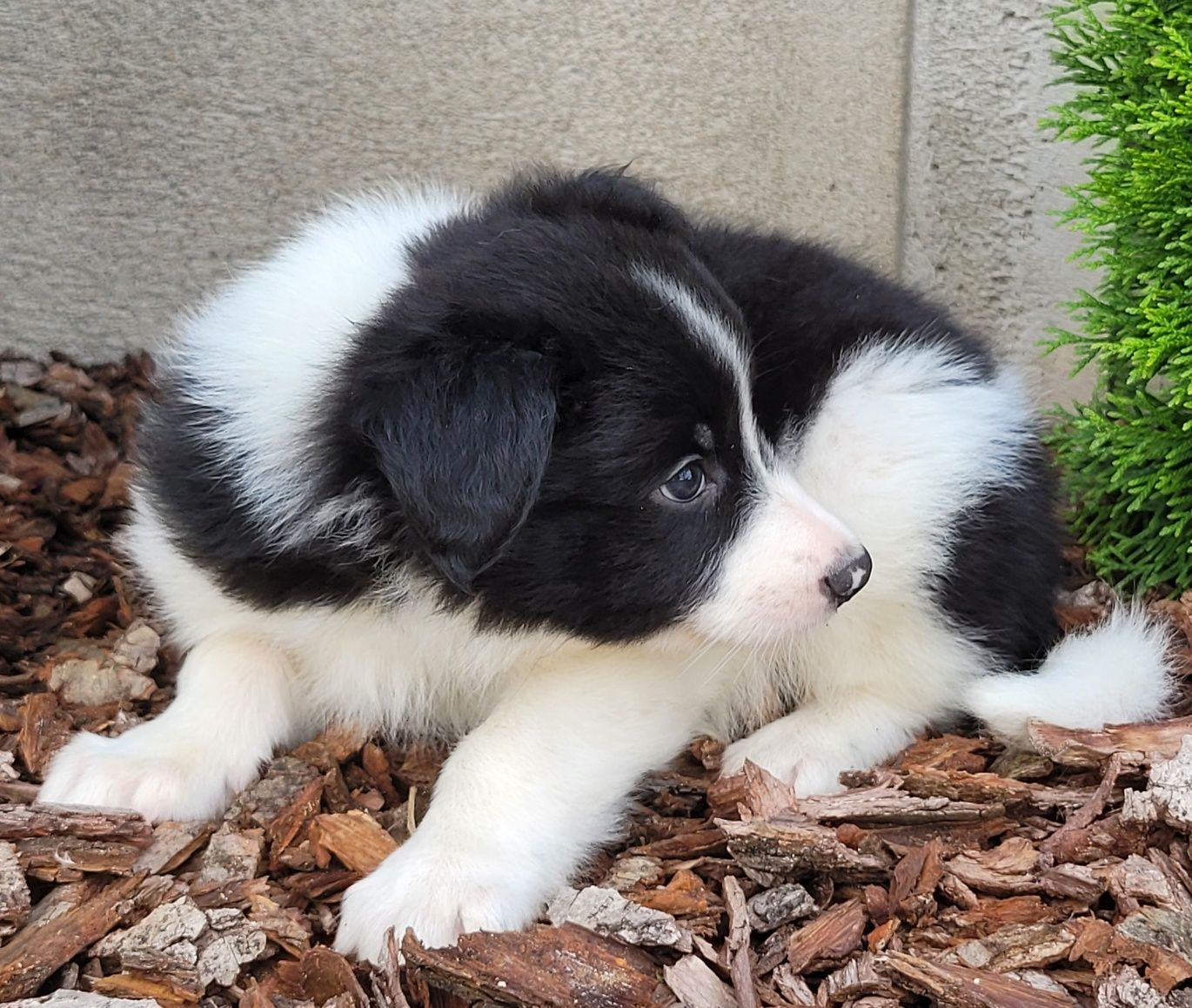 Border Collie Czarno Biały Szczeniak  1