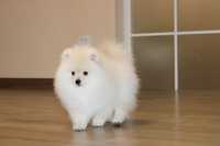 FCI/КСУ Pomeranian male cream colour. Померанський шпіц крем хлопчик.